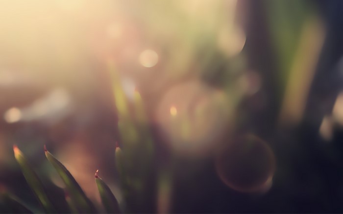 Macro view of green plants with bokeh and sunlight