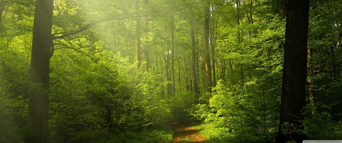 Sunlight filtering through a green forest with a path