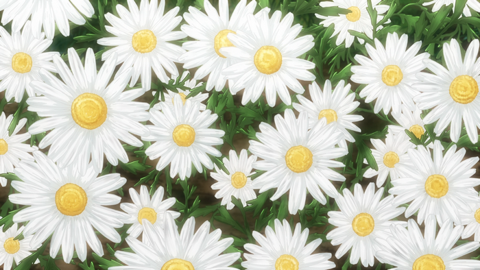 White daisies with yellow centers and green leaves