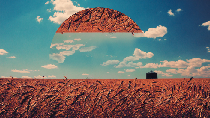 Wheat field under a blue sky with a silo