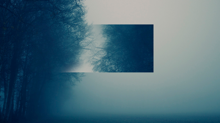 Dark forest with mist and trees