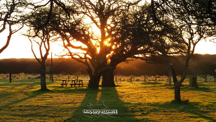 Sunlight filtering through trees in a park with picnic tables
