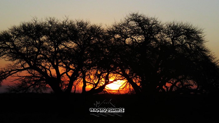 Silhouette of trees against a sunset
