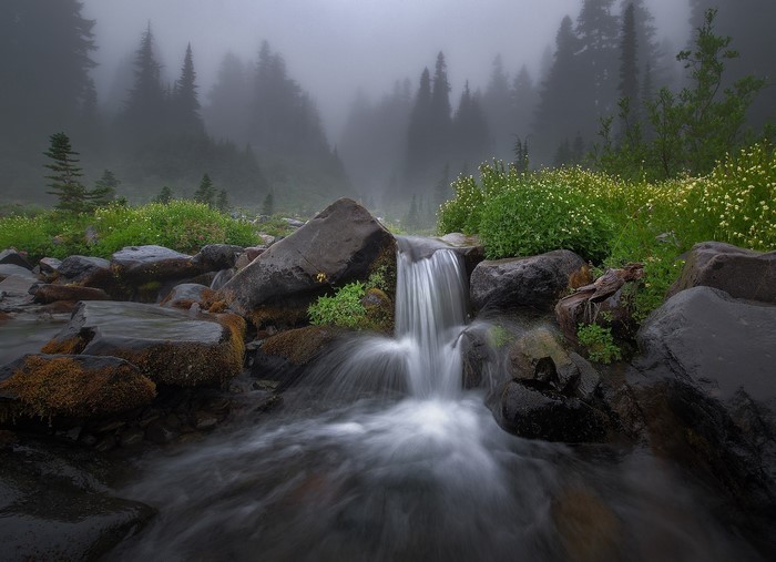 Misty forest stream with rocks and wildflowers