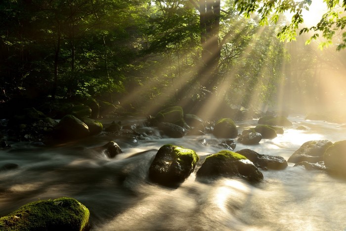 Sun rays over a river flowing through a forest