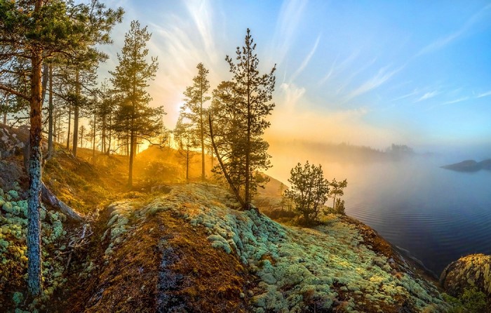 Sunrise over a misty lake with pine trees and mossy rocks