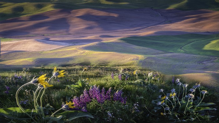 Rolling hills landscape with wildflowers in the foreground