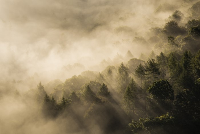 Sun rays through mist in a forest landscape