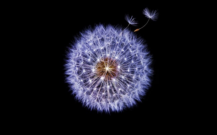 Close-up of a dandelion with seeds blowing away