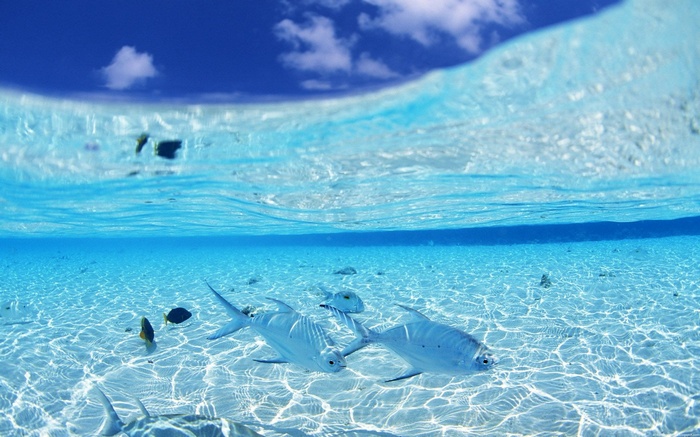 Underwater scene with fish and clear blue water