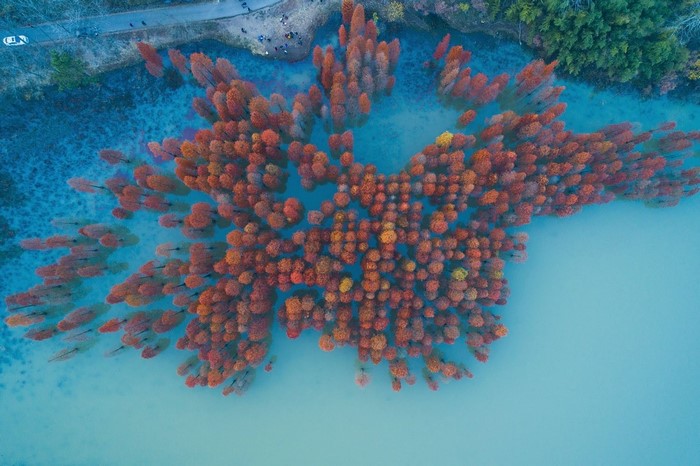 Aerial view of autumn trees in a lake in China