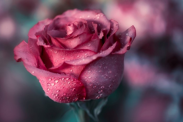 Close-up of a pink rose with water droplets