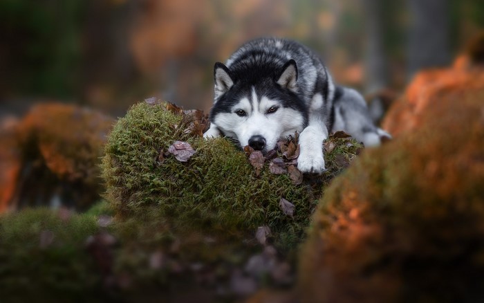 Siberian Husky dog resting on mossy rocks in forest