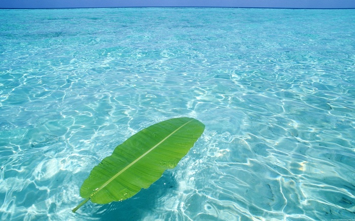 Green leaf floating on clear turquoise water