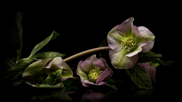 Pink and green hellebore flowers on black background