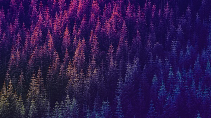 Psychedelic forest with colorful trees
