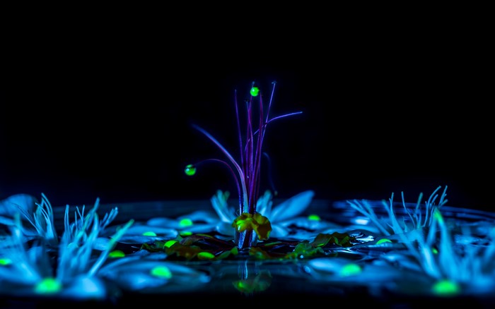 Bioluminescent plants in dark water