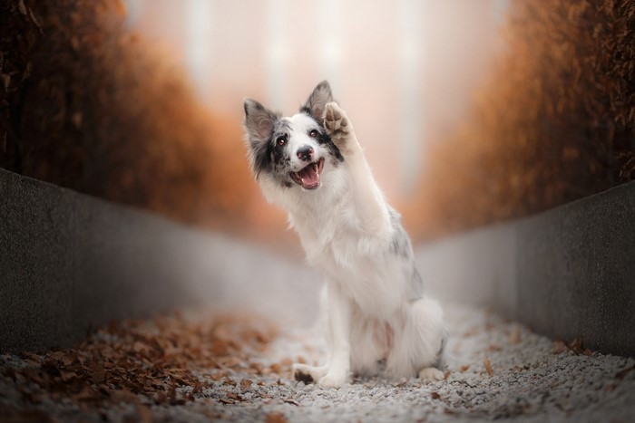 Border Collie dog raising its paw outdoors