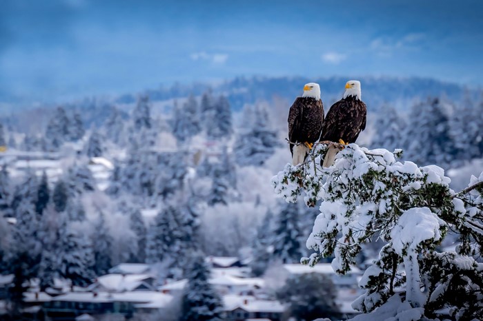 Two bald eagles perched on a snow-covered branch