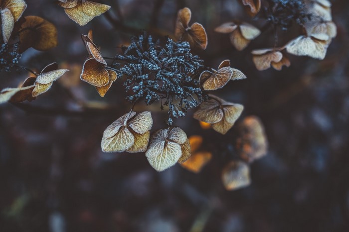 Dried hydrangea flowers with frost