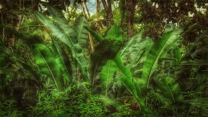 Dense green jungle with large leaves and trees