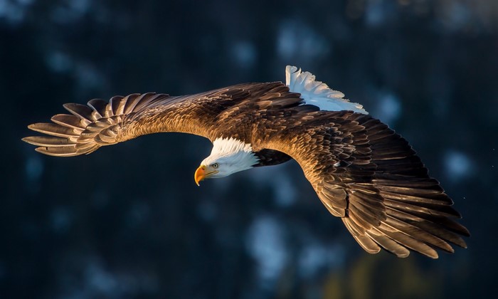 Bald eagle in flight with wings spread