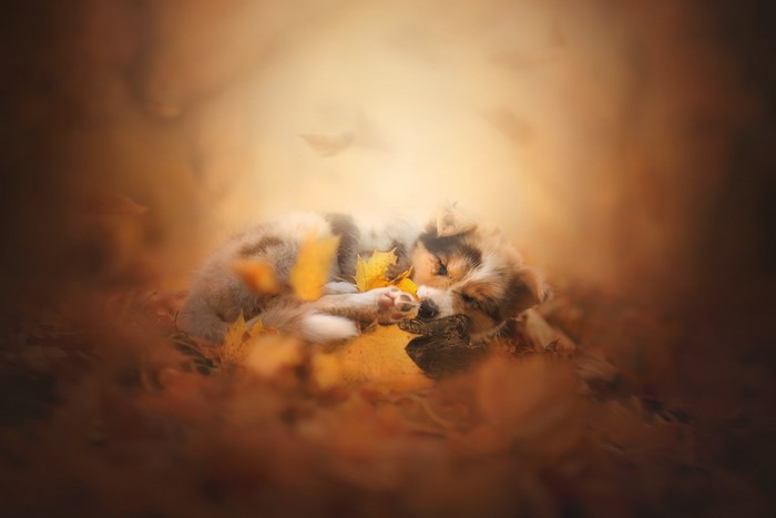 Puppy sleeping in autumn leaves