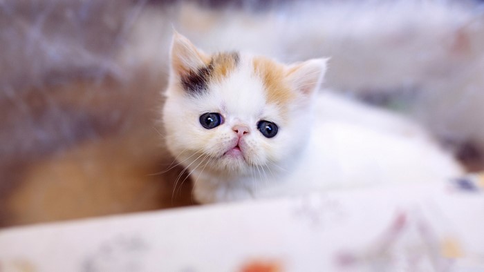 Cute calico kitten with blue eyes