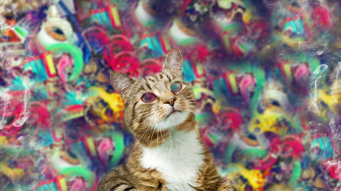 Cat with psychedelic eyes on abstract background