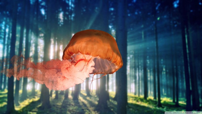 Jellyfish floating in a sunlit forest
