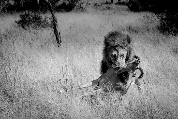 Lion Hunting Gazelle in African Grassland