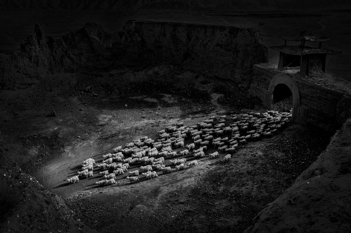 Sheep entering ancient Chinese archway in monochrome landscape