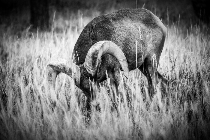 Bighorn sheep with large horns grazing in a grassy field