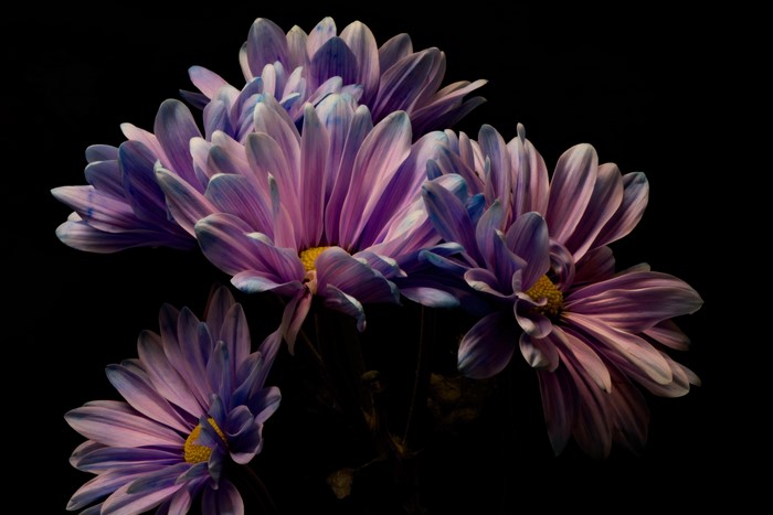 Purple and pink chrysanthemums on black background