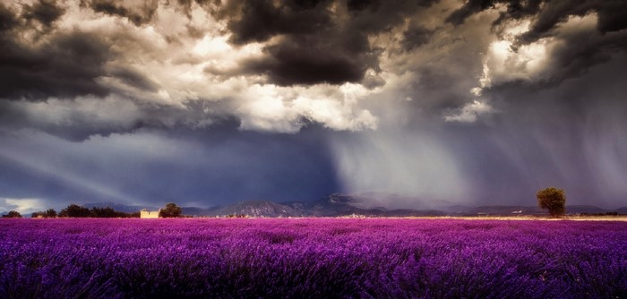 Lavender field under stormy sky with rain