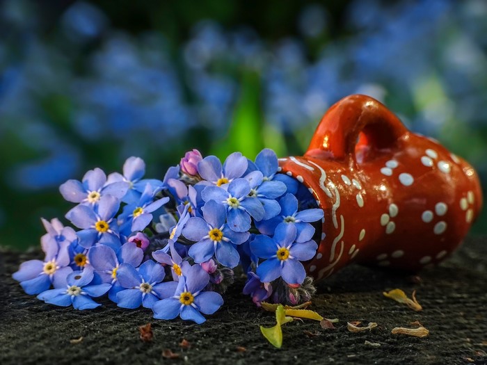 Blue forget-me-not flowers spilling from a terracotta vase