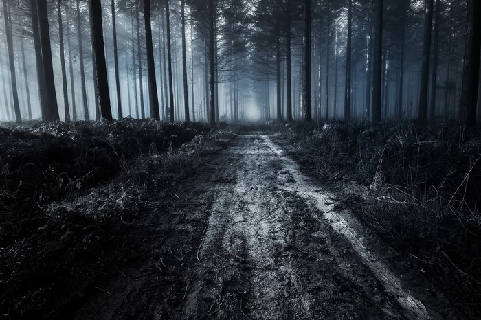 Dark forest path with fog