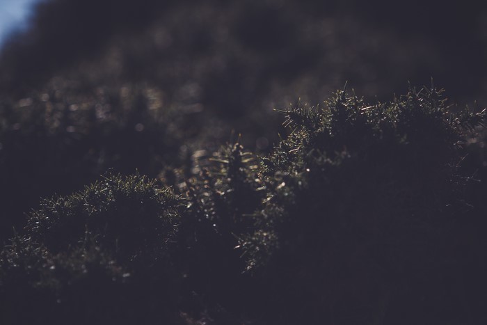 Dark grass and plants in sunlight