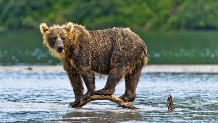 A wet brown bear stands in shallow water on a log