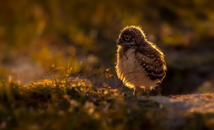 Baby owl in golden hour light