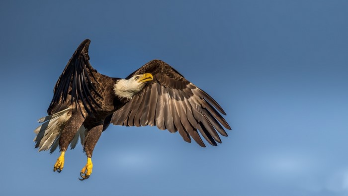 Bald eagle in flight against a blue sky