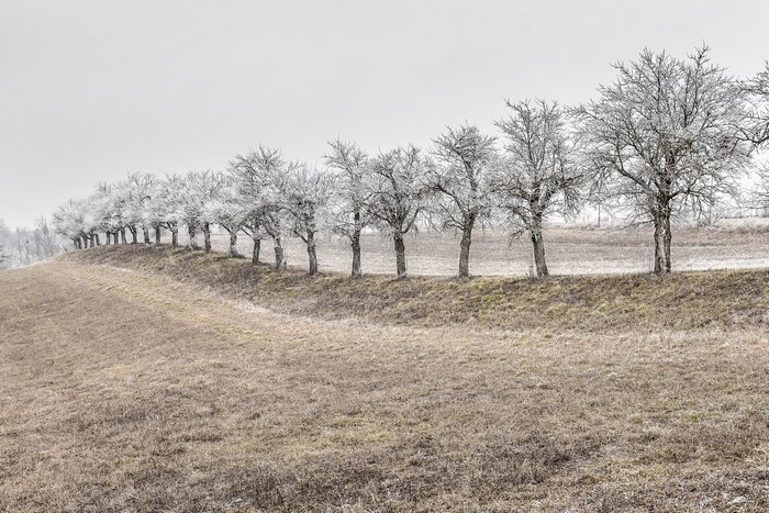 Row of frosted trees on a winter field
