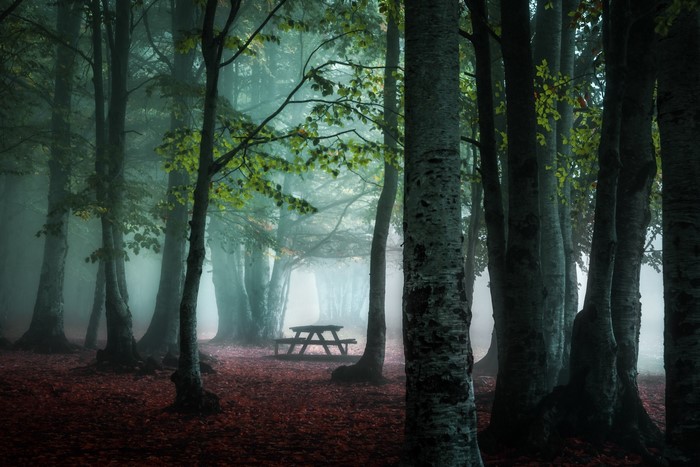 Misty forest with picnic table and fallen leaves