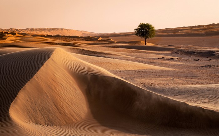 Desert landscape with sand dunes and a lone tree
