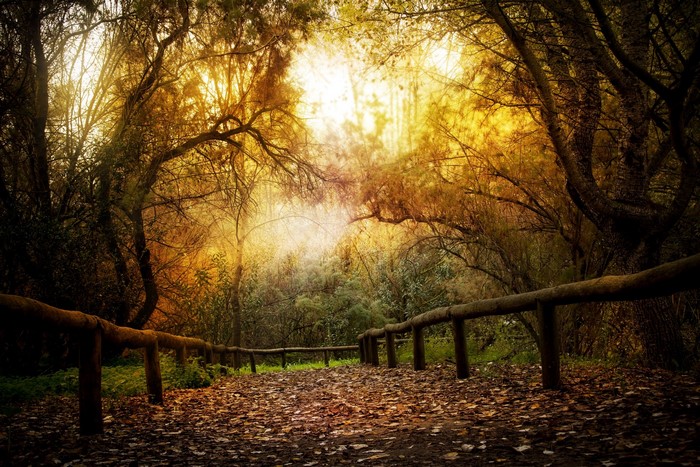 Autumn forest path with wooden railing and sunlight