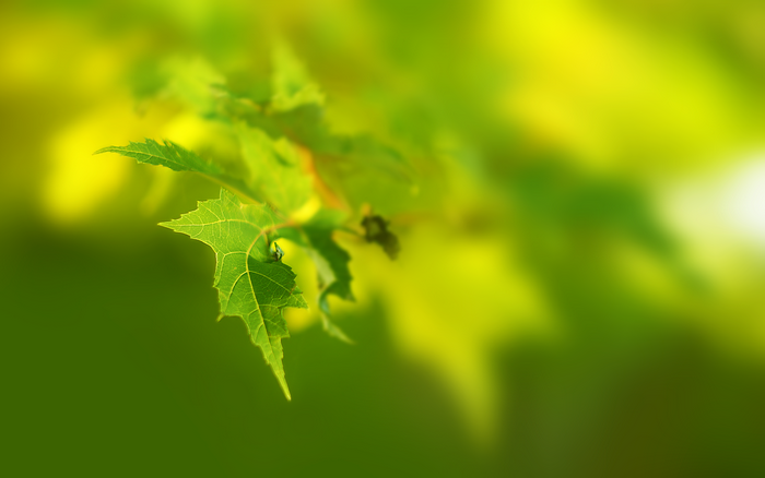 Green leaves on a branch with blurred background