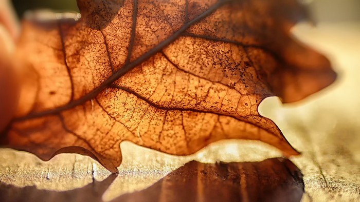 Macro view of a translucent brown leaf with veins