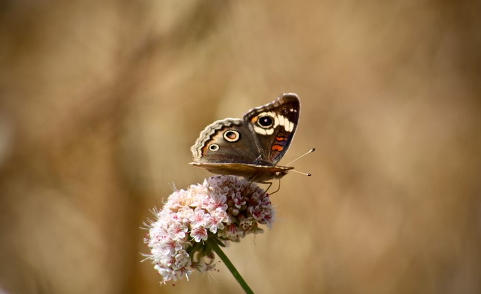 4K Macro Butterfly on Flower