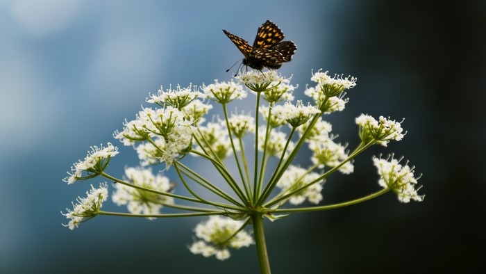 Butterfly on white flowers macro shot