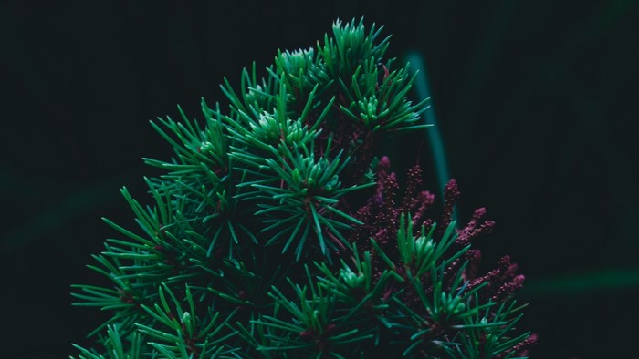 Green pine needles with purple flowers